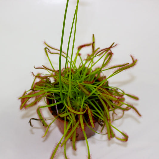 Drosera 8.5cm H13cm