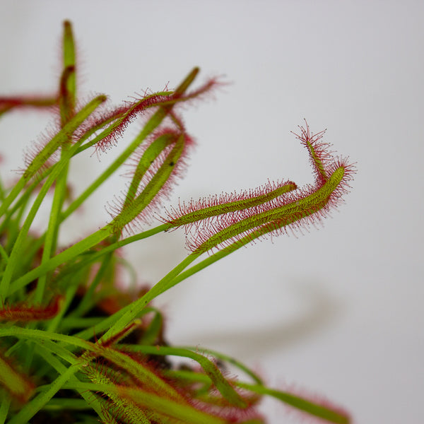 Drosera 8.5cm H13cm