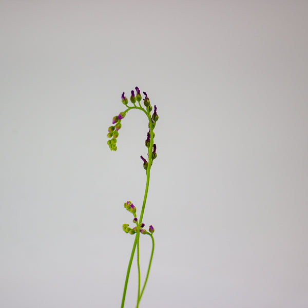 Drosera 8.5cm H13cm