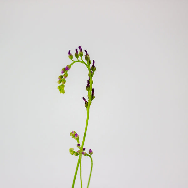Drosera 8.5cm H13cm