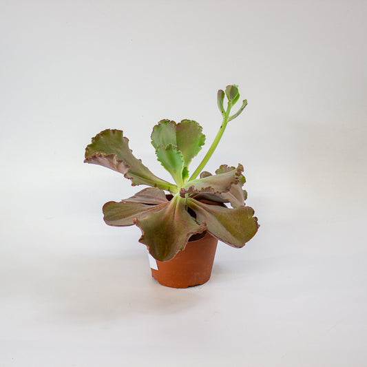 Echeveria crenulata 14cm H28cm