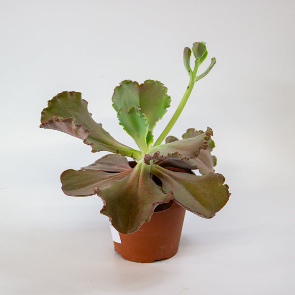 Echeveria crenulata 14cm H28cm