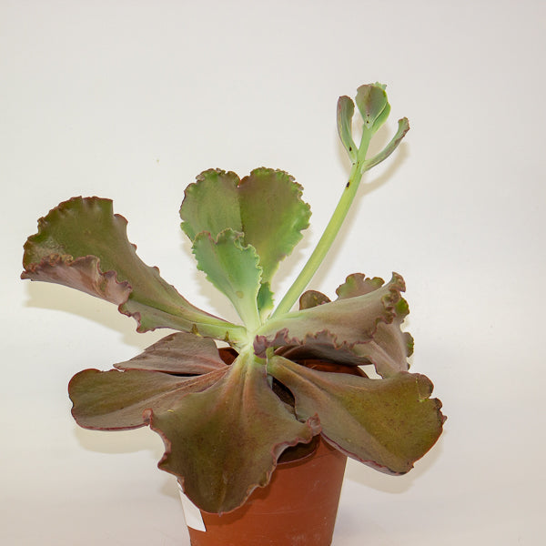 Echeveria crenulata 14cm H28cm