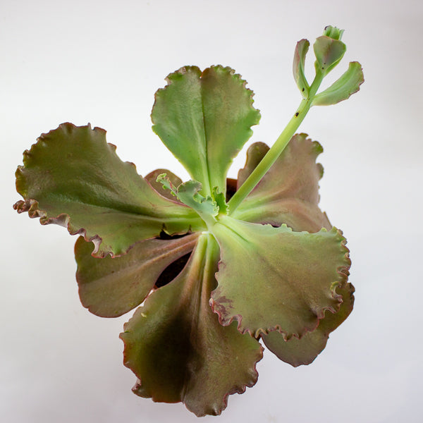 Echeveria crenulata 14cm H28cm