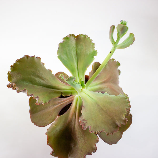 Echeveria crenulata 14cm H28cm