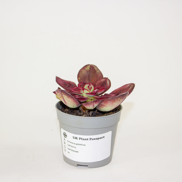 Echeveria gibbiflora 6.5cm H8cm