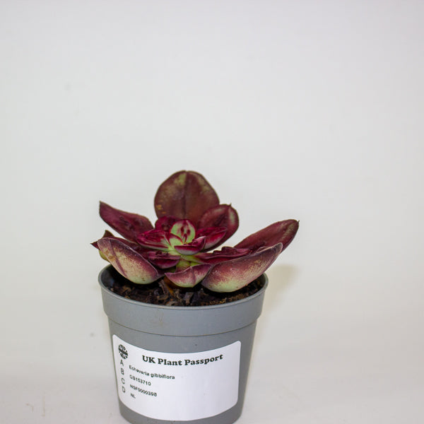 Echeveria gibbiflora 6.5cm H8cm