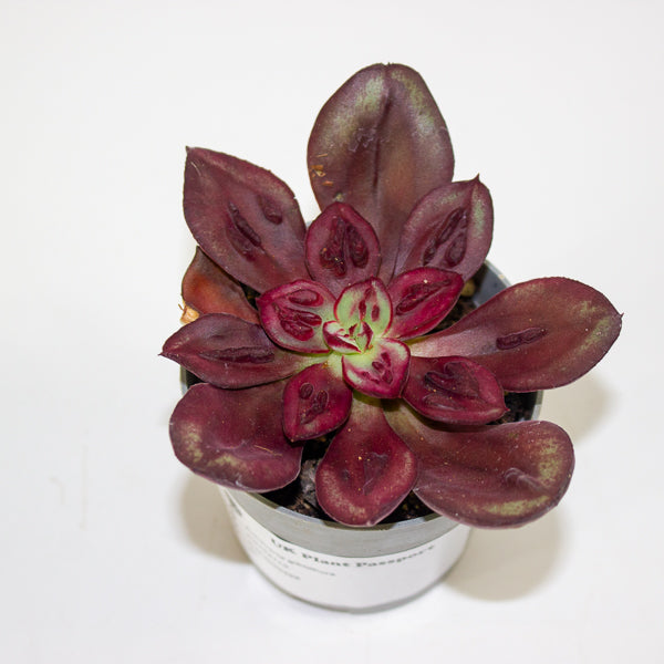 Echeveria gibbiflora 6.5cm H8cm