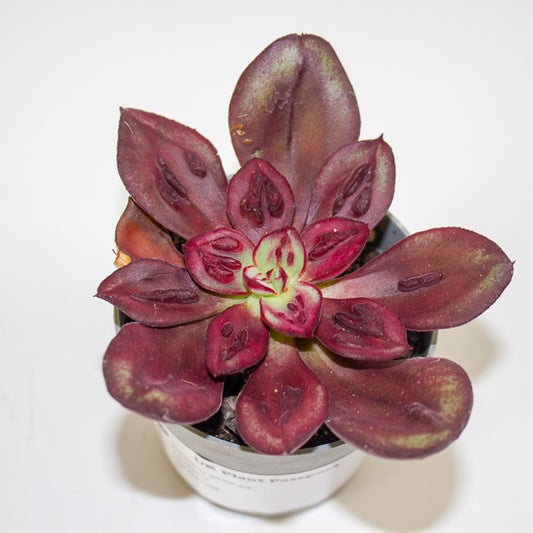 Echeveria gibbiflora 6.5cm H8cm