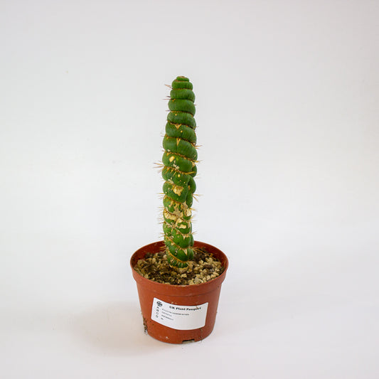 Eulychnia castanea spiralis 10.5cm H20cm