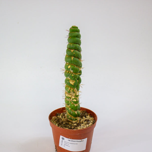 Eulychnia castanea spiralis 10.5cm H20cm