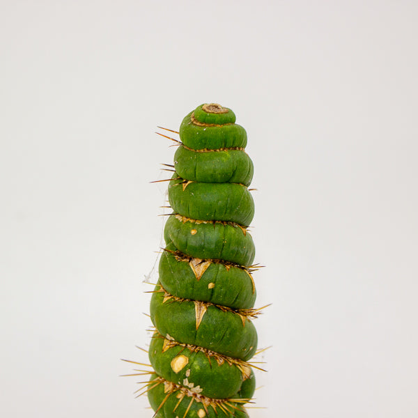 Eulychnia castanea spiralis 10.5cm H20cm