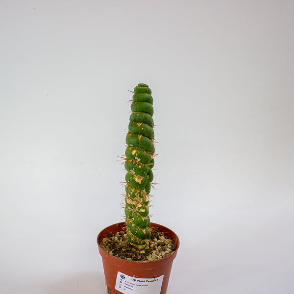 Eulychnia castanea spiralis 10.5cm H20cm