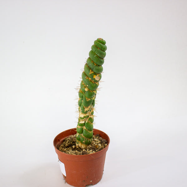 Eulychnia castanea spiralis 10.5cm H20cm