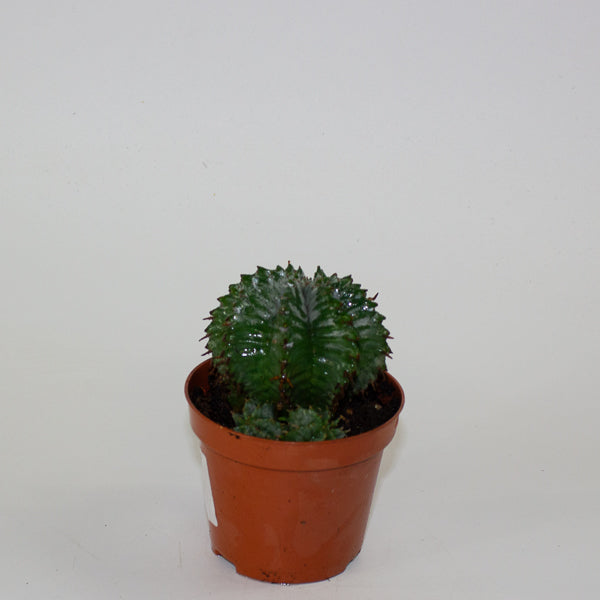 Euphorbia horrida 8.5cm H14cm
