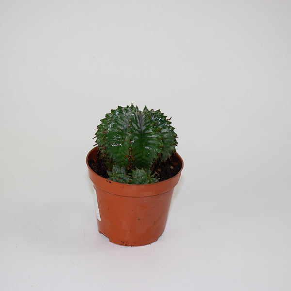 Euphorbia horrida 8.5cm H14cm