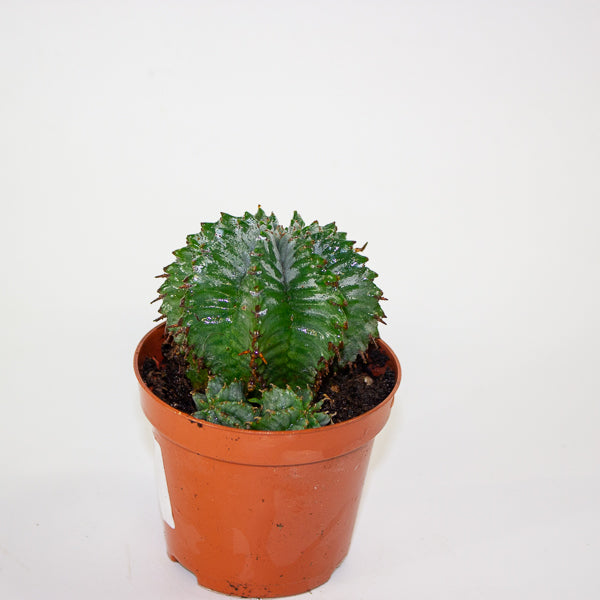 Euphorbia horrida 8.5cm H14cm