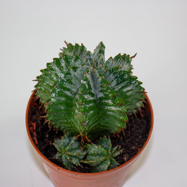 Euphorbia horrida 8.5cm H14cm