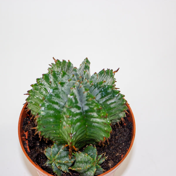 Euphorbia horrida 8.5cm H14cm