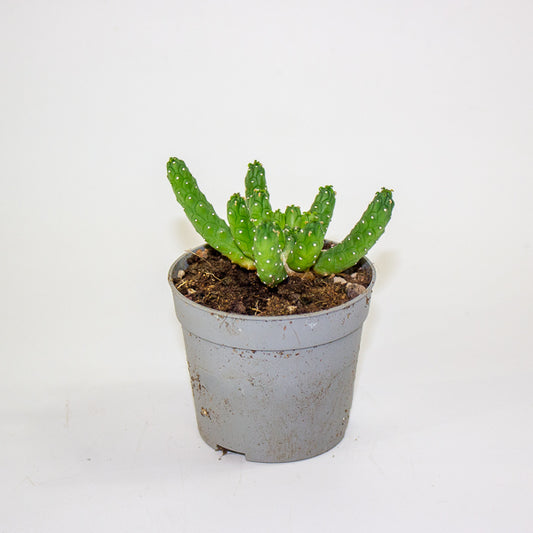 Euphorbia inermis 6.5cm H8cm