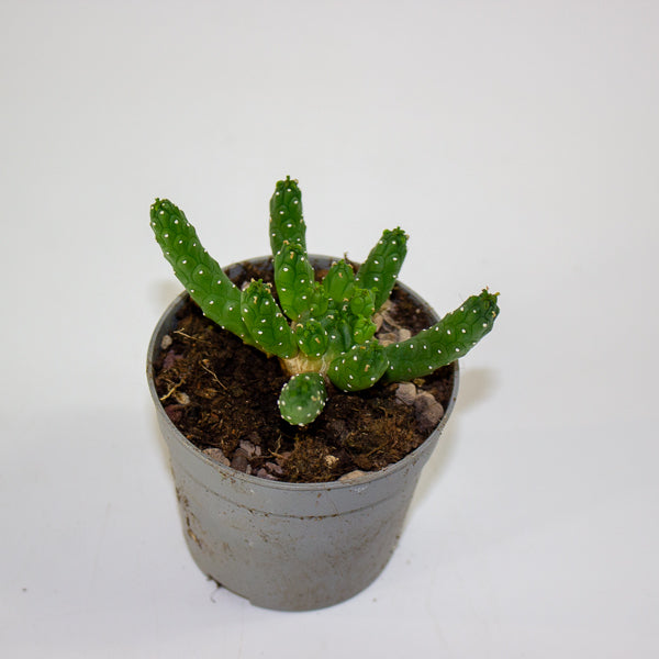 Euphorbia inermis 6.5cm H8cm