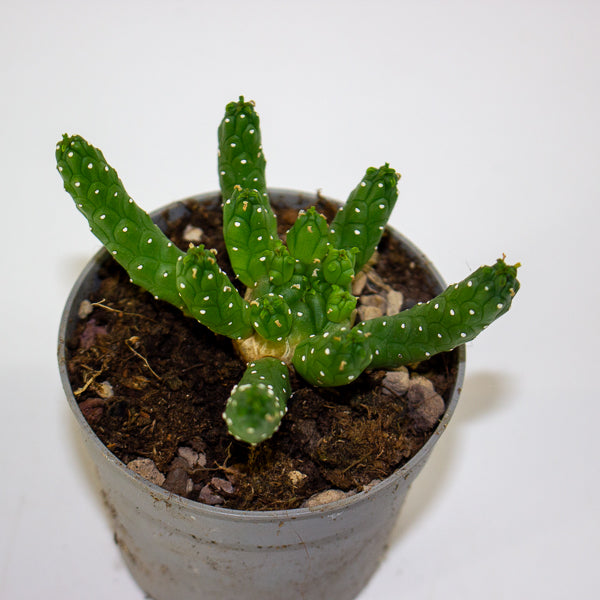 Euphorbia inermis 6.5cm H8cm