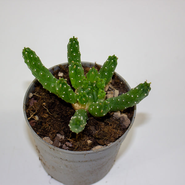 Euphorbia inermis 6.5cm H8cm