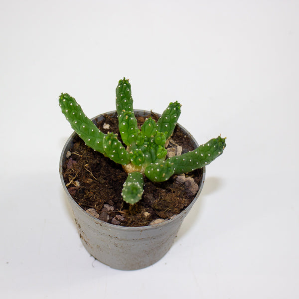 Euphorbia inermis 6.5cm H8cm