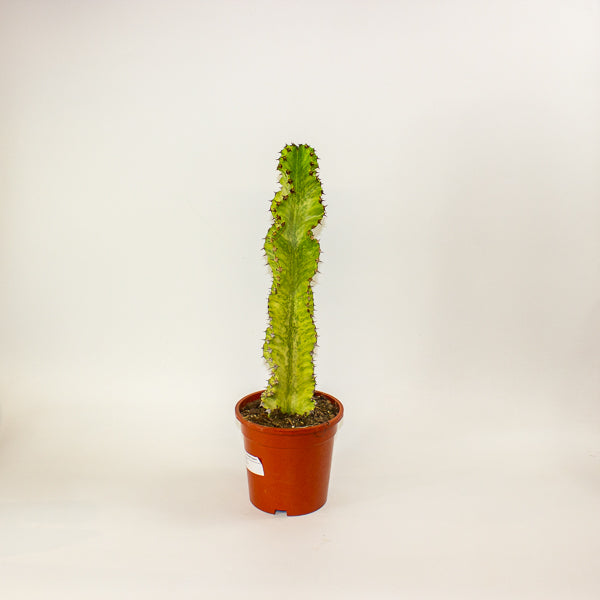 Euphorbia ingens 'Variegata' 17cm H50cm