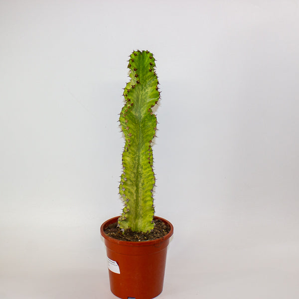 Euphorbia ingens 'Variegata' 17cm H50cm