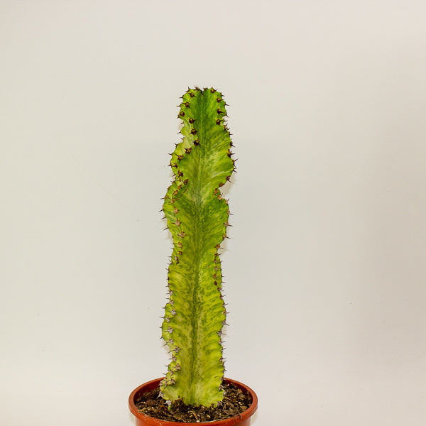 Euphorbia ingens 'Variegata' 17cm H50cm