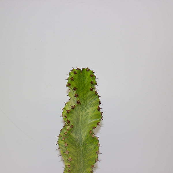 Euphorbia ingens 'Variegata' 17cm H50cm