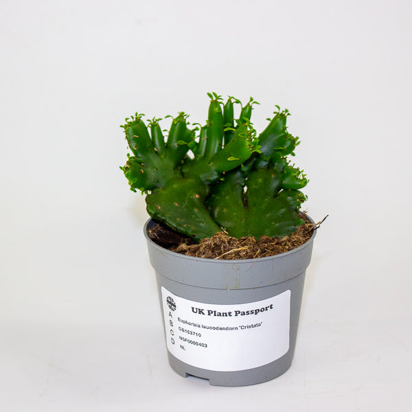 Euphorbia leucodendorn 'Cristata' 6.5cm H8cm