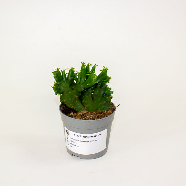 Euphorbia leucodendorn 'Cristata' 6.5cm H8cm