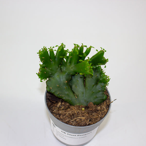 Euphorbia leucodendorn 'Cristata' 6.5cm H8cm
