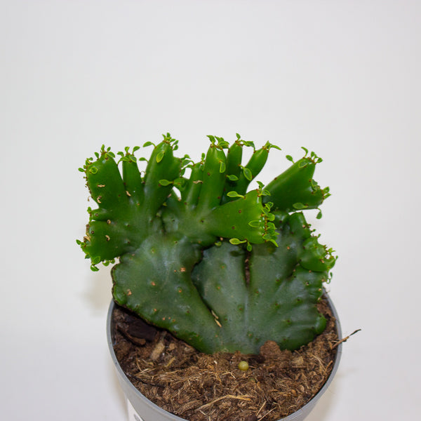 Euphorbia leucodendorn 'Cristata' 6.5cm H8cm