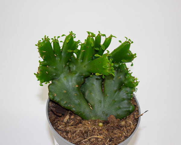 Euphorbia leucodendorn 'Cristata' 6.5cm H8cm