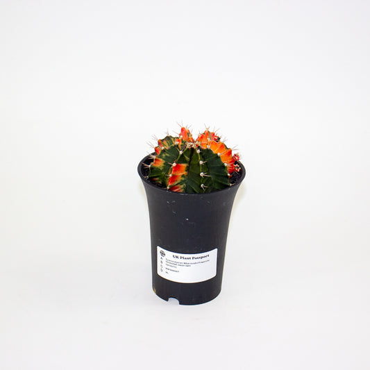 Gymnocalycium Mihanovichii Friedrichii Variegated Japan Gem 10cm H17cm