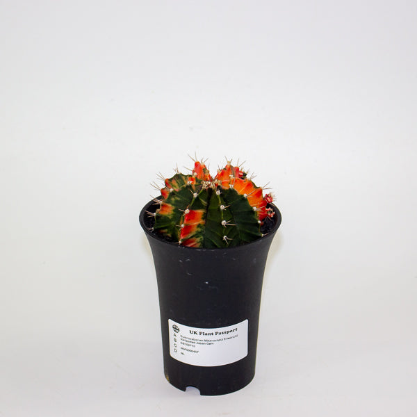 Gymnocalycium Mihanovichii Friedrichii Variegated Japan Gem 10cm H17cm