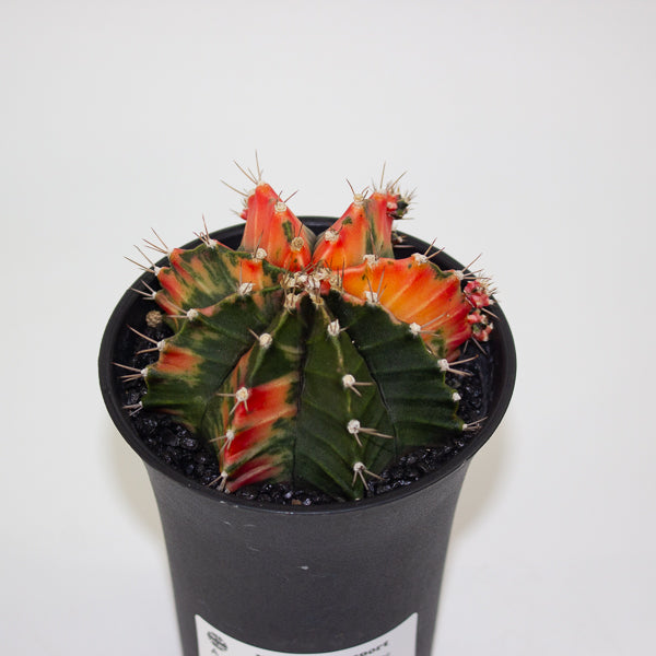 Gymnocalycium Mihanovichii Friedrichii Variegated Japan Gem 10cm H17cm