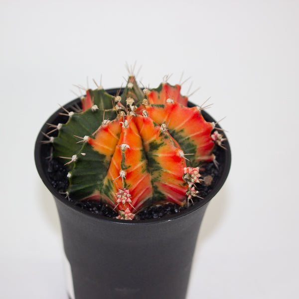 Gymnocalycium Mihanovichii Friedrichii Variegated Japan Gem 10cm H17cm