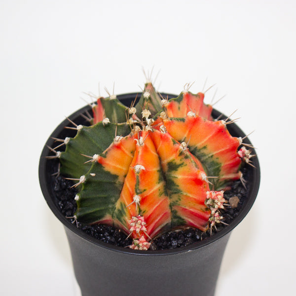 Gymnocalycium Mihanovichii Friedrichii Variegated Japan Gem 10cm H17cm