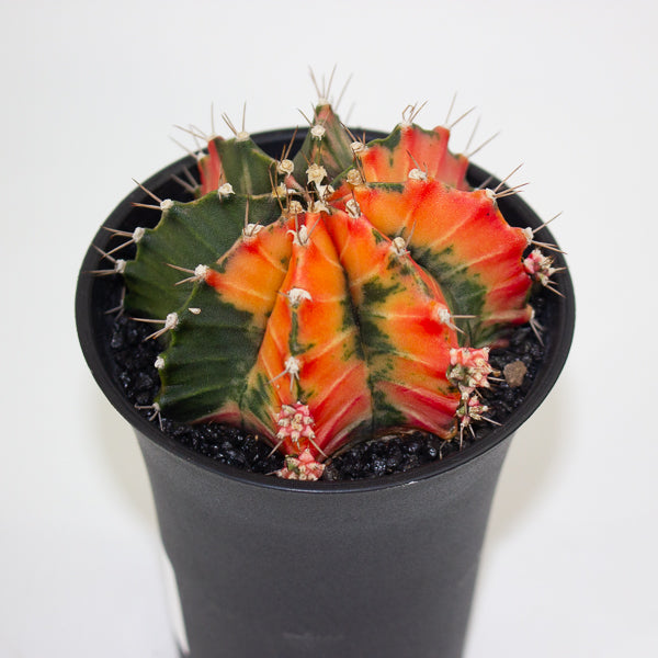 Gymnocalycium Mihanovichii Friedrichii Variegated Japan Gem 10cm H17cm