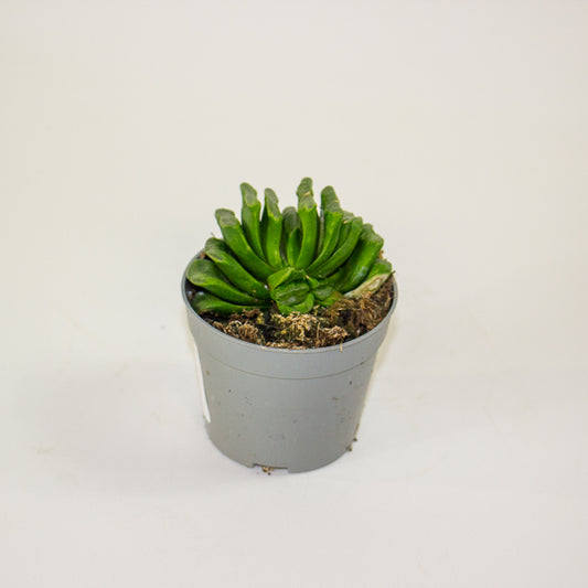 Haworthia truncata 6.5cm H8cm