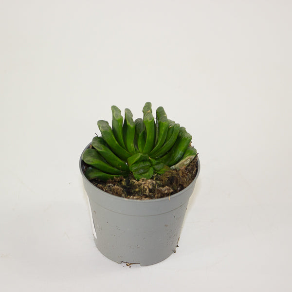 Haworthia truncata 6.5cm H8cm