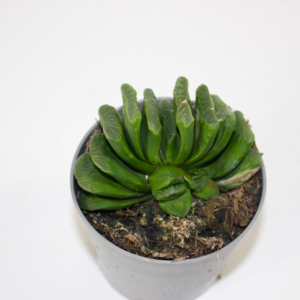 Haworthia truncata 6.5cm H8cm
