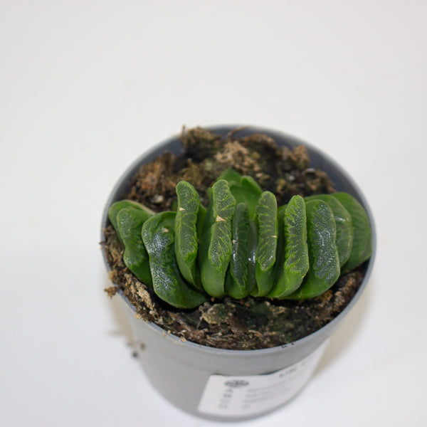Haworthia truncata 6.5cm H8cm