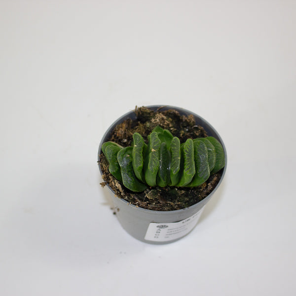 Haworthia truncata 6.5cm H8cm