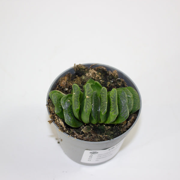 Haworthia truncata 6.5cm H8cm
