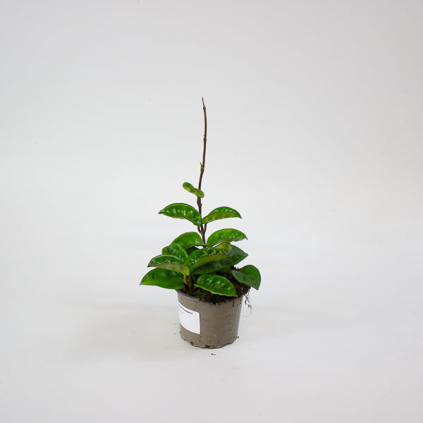 Hoya carnosa 'Krinkle 8' 9cm H27cm